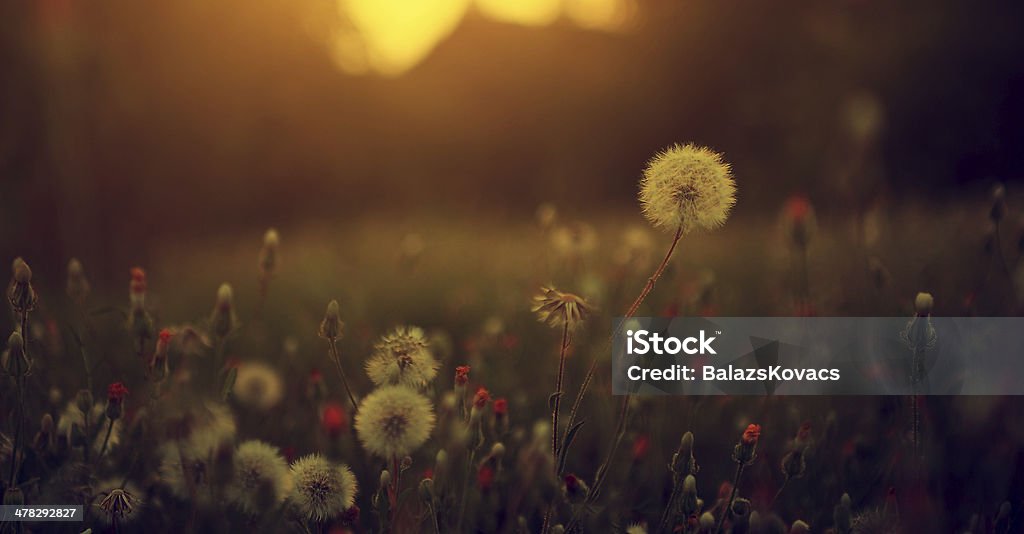 Dandelion field in sunset Dandelion field in sunsetDandelion field in sunset Autumn Stock Photo