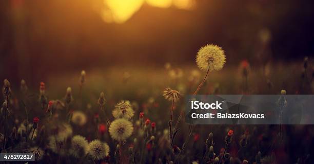 Dandelion Field In Sunset Stock Photo - Download Image Now - Autumn, Close-up, Dandelion