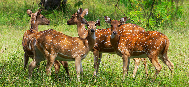 Spotted deer stock photo