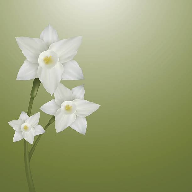 Flower of narcissus vector art illustration