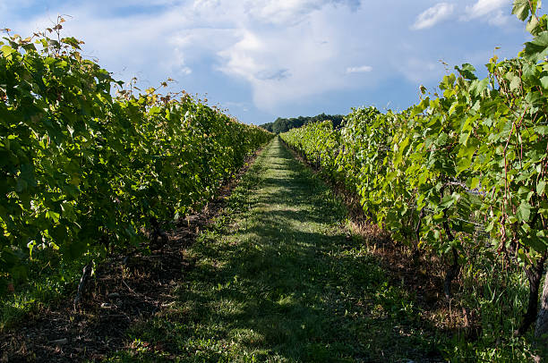 wineyards stock photo