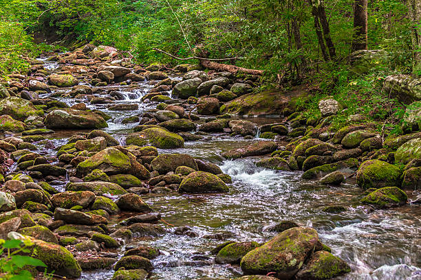 mountain stream atravessa rocks - blue ridge mountains stream forest waterfall - fotografias e filmes do acervo