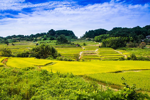 Terraced rice fields.