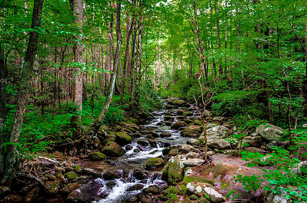 forest riacho passa por rocks - blue ridge mountains stream forest waterfall - fotografias e filmes do acervo