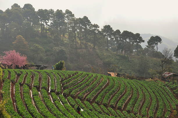 istock strawberry field in Thailand 478296500