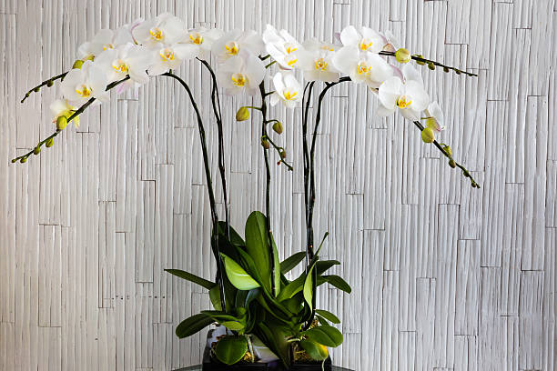 istock white phalaenopsis orchid flower, closeup 478297034