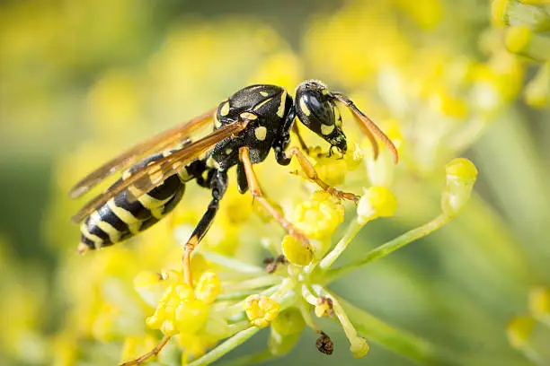 A macro shot of a yellow jacket on yellow flowers