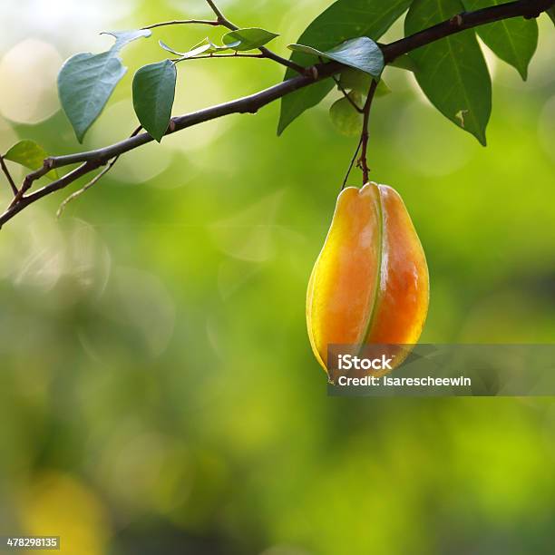 Ripe Star Apple Stock Photo - Download Image Now - Asia, Eating, Food