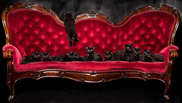 Ten Cute Black Kittens Glamorously Posing on Vintage Red Sofa on Black Background