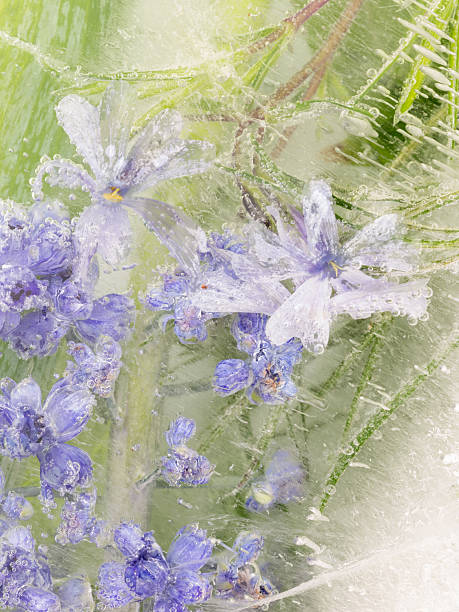 istock vertical abstraction of lavender flowers 478298256