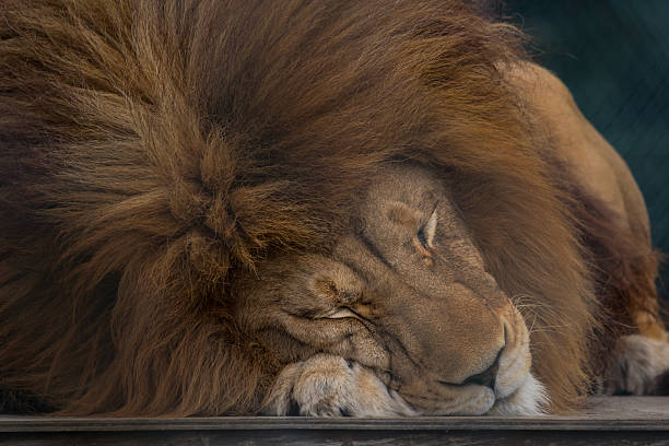 Large male lion sleeping stock photo