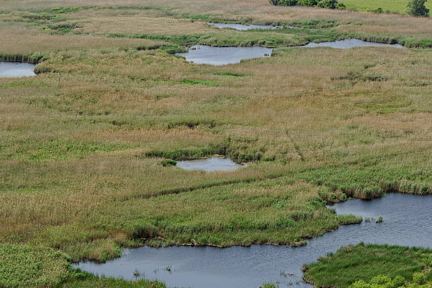 istock small lakes in the reeds 478300359