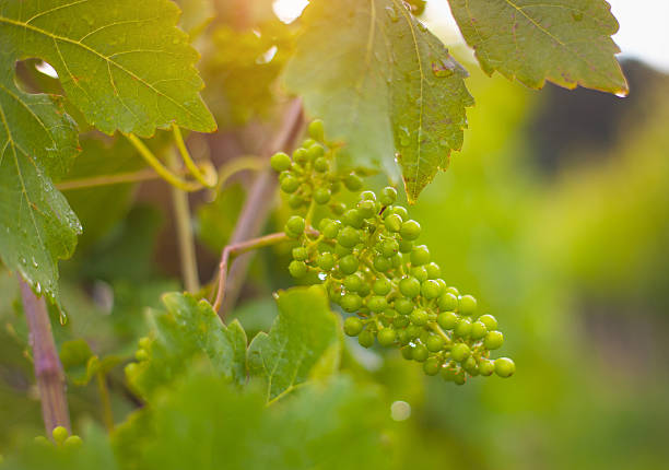 Young grape plant at the vineyard - Soft focus