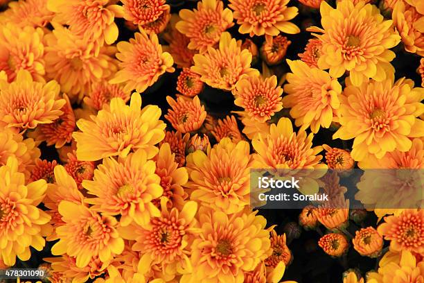 Wall Made Of Flower Stock Photo - Download Image Now - Flower, Wall - Building Feature, 2015