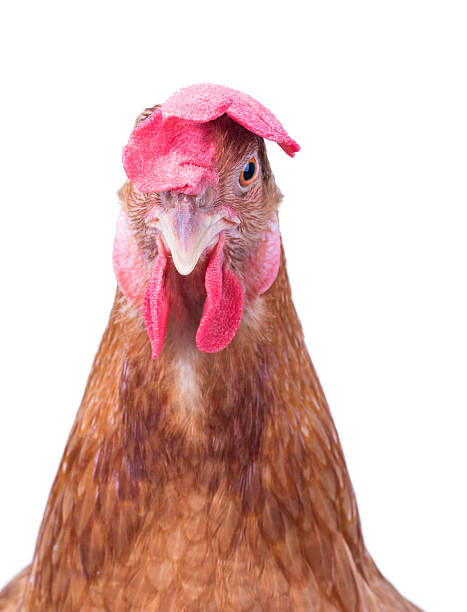 istock face of brown chicken hen isolated white 478301110
