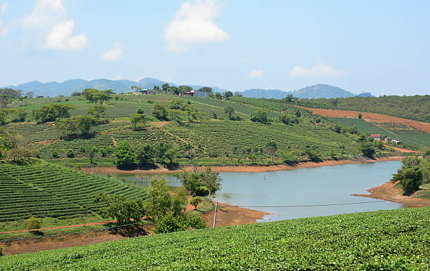 istock Tea farm at Bao Loc highland 478301320