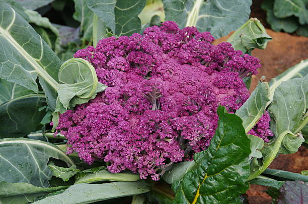 istock purple organic broccoli in the farm 478301350