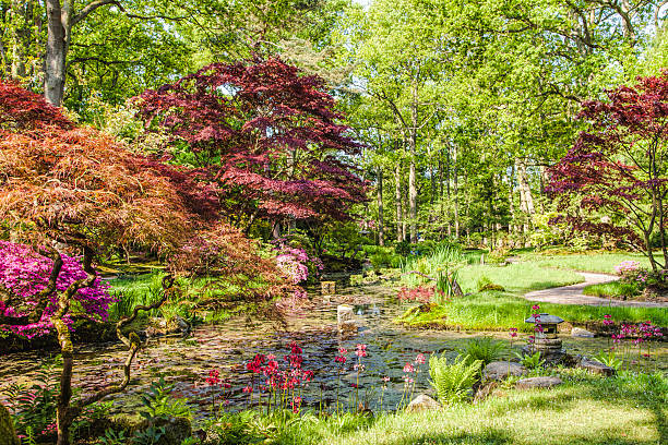 istock Japanese garden in Clingendael Park, Netherlands 478301451
