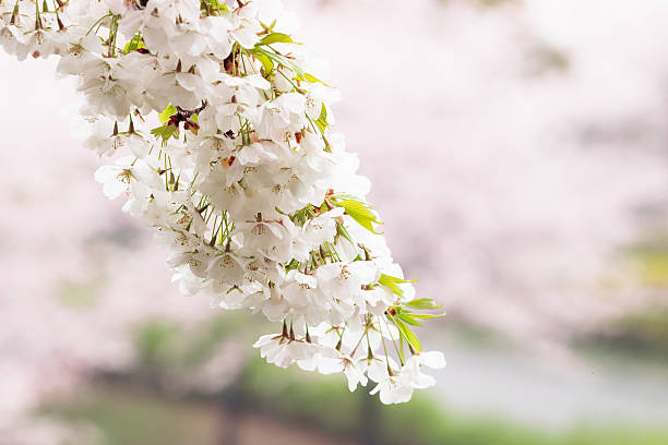 개화 cherry 습함, 보슬비 스톡 사진