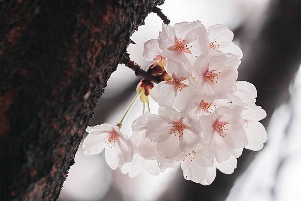 개화 cherry 습함, 보슬비 스톡 사진