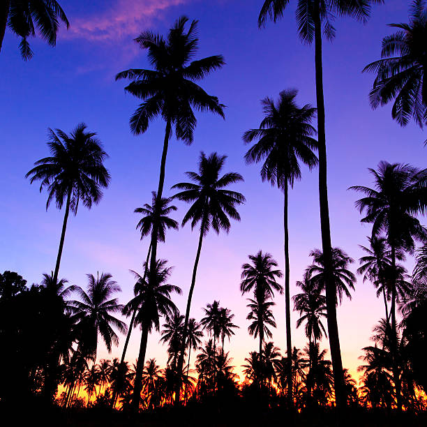 istock Silhouette of coconut trees 478301767