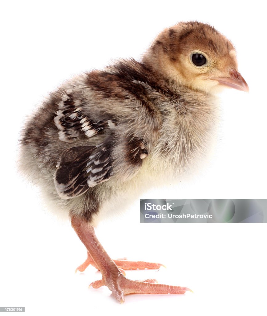 Gà Tây Gà Con Chim Nhỏ Bị Cô Lập Trên Nền Trắng Hình ảnh Sẵn có ...