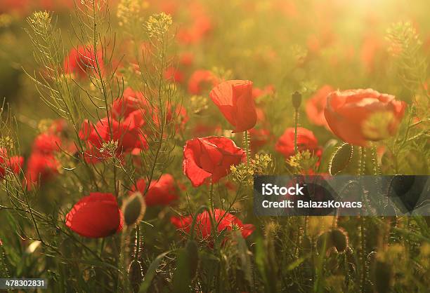 Poppy Field In Sunset Stock Photo - Download Image Now - Agricultural Field, Agriculture, Backgrounds