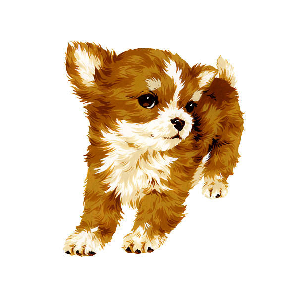 krásný pes - čivava ilustrace stock ilustrace