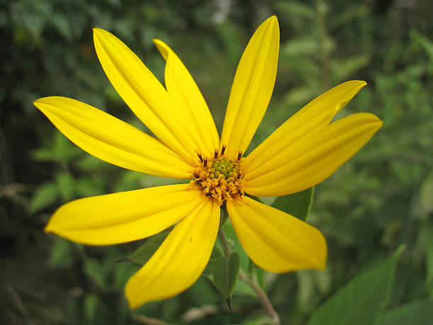 istock yellow blossoming of flower 478303345
