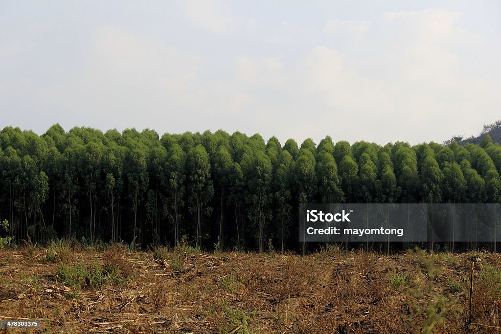 plantation en caoutchouc - Photo de Agriculture libre de droits