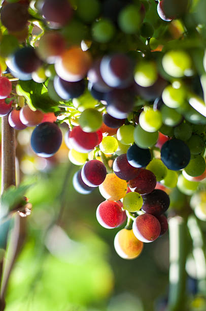 виноград - filari стоковые фото и изображения