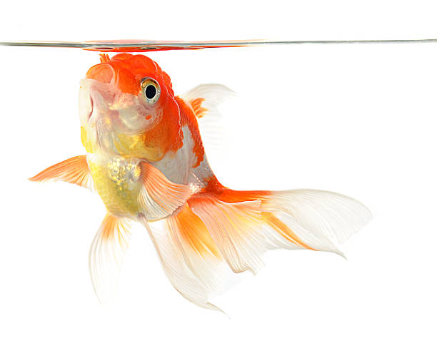 istock Gold fish. Isolation on the white 478303745