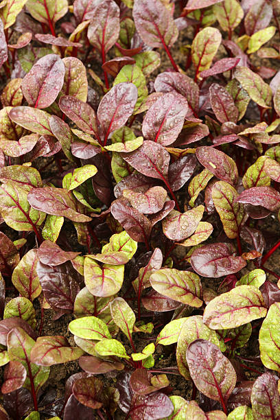 istock Beta Vulgaris var Cicla 478303901