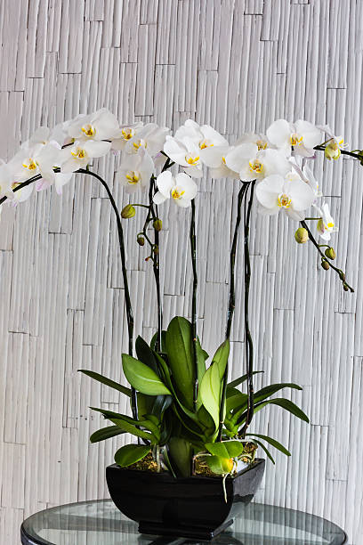 istock white phalaenopsis orchid flower, closeup 478304694