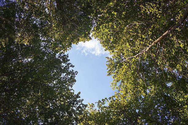 istock Green Trees below the Sky in the center 478304940