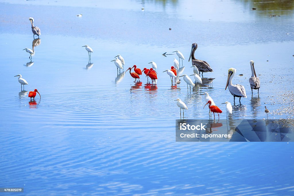 Bando de Pássaros tropicais no Caribe na costa Reserva de Aves de lagoon - Foto de stock de Paisagem - Natureza royalty-free