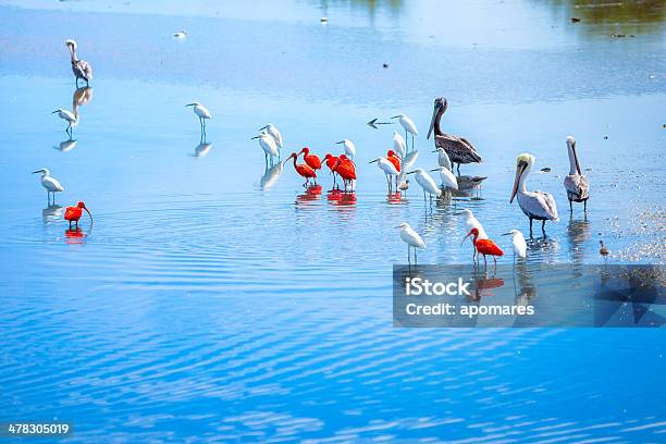 Foto de Bando De Pássaros Tropicais No Caribe Na Costa Reserva De Aves De Lagoon e mais fotos de stock de Paisagem - Natureza