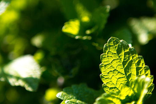 Mint Leaf. Shallow DOF.