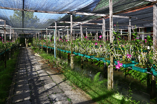 Nursery of orchids in Thailand
