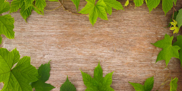 Creepers growing on an old wooden board. Good copy space in the middle.