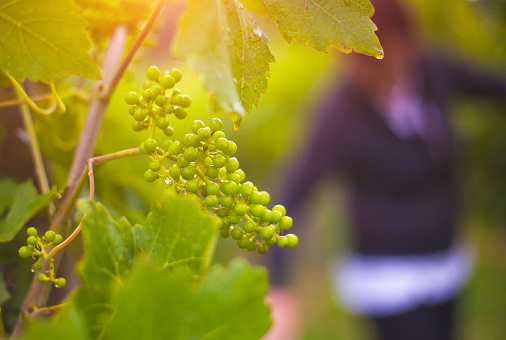 Young grape plant at the vineyard - Soft focus