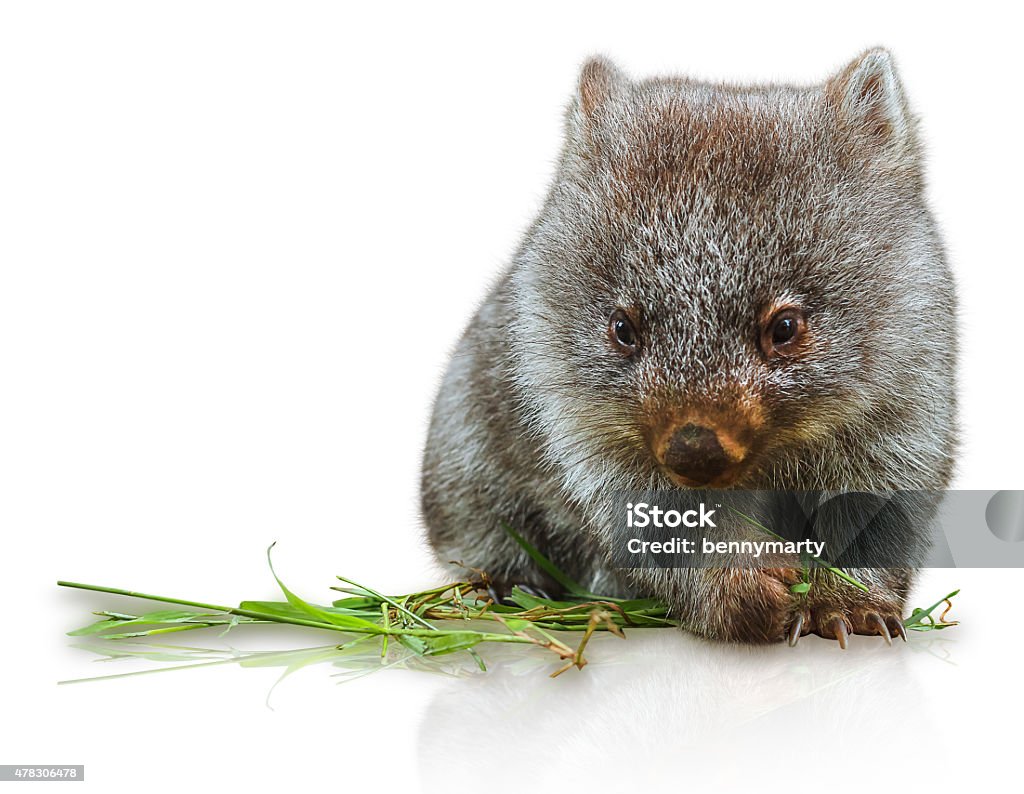 Little Wombat Little wombat female 3 months. Isolated on white background. Family of Wombat, mammal, marsupial herbivore that lives in Australia and Tasmania.  Wombat Stock Photo