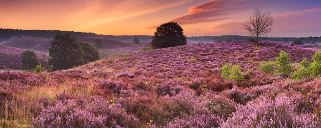 Hills with blooming heather at dawn at the Posbank, The Netherlands.