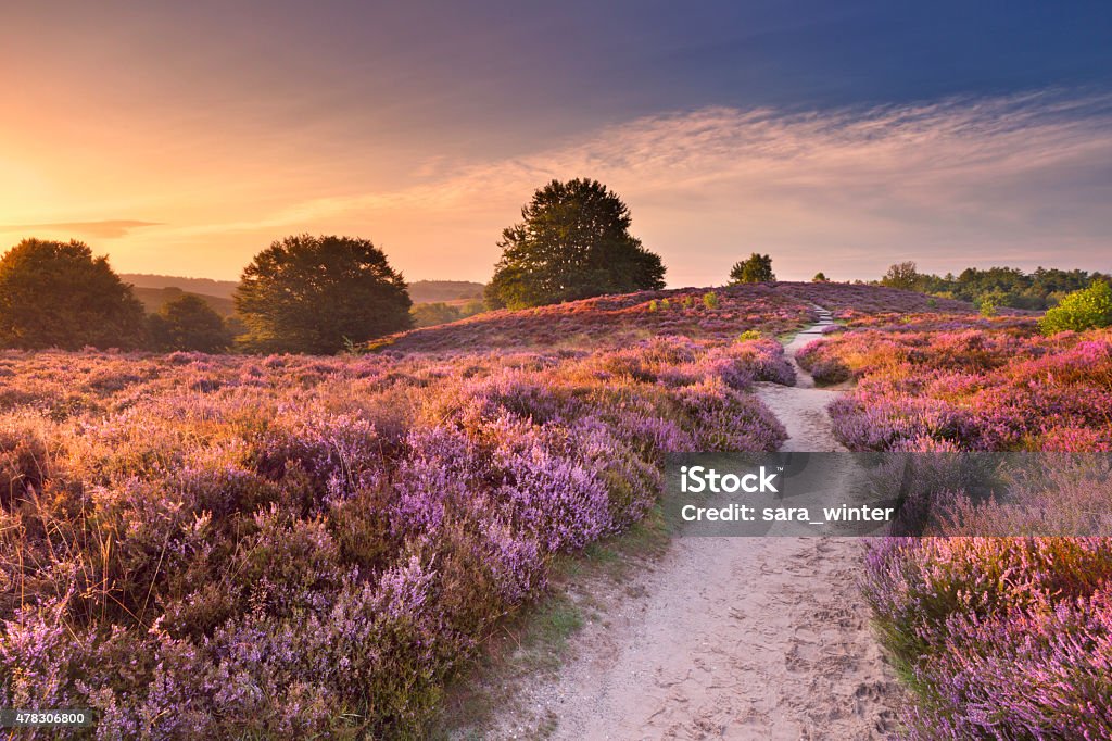 Path through blooming heather at sunrise, Posbank, The Netherlands A path through blooming heather at sunrise at the Posbank, The Netherlands. Footpath Stock Photo