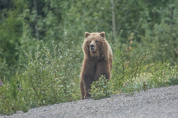 istock Grizzly bear by the highway 478306890