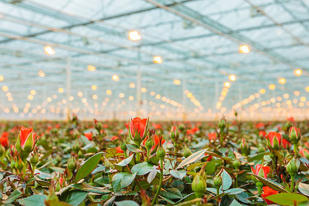 czerwony róż się wewnątrz szklarni - greenhouse plant nursery plant lighting equipment zdjęcia i obrazy z banku zdjęć