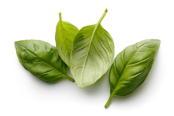 Fresh Herbs: Basil Isolated on White Background More Photos like this here... basil stock pictures, royalty-free photos & images