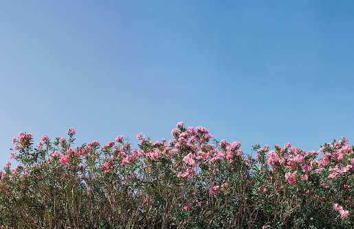 Color image of abundance of flower in beautiful nature. Photograph taken at spring time and a color image taken with Canon DSLR and edited in Photoshop sharpened and color correction made.