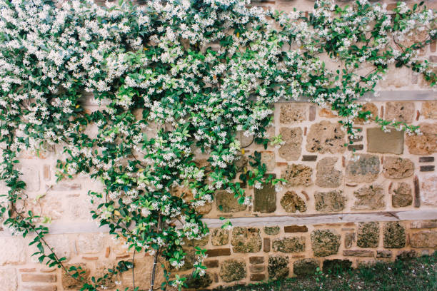 jasmine on wall, outdoor photo beauty in nature stock photo