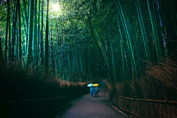 familie, die bambus-wald an dunklen regnerischen tag - bamboo grove stock-fotos und bilder